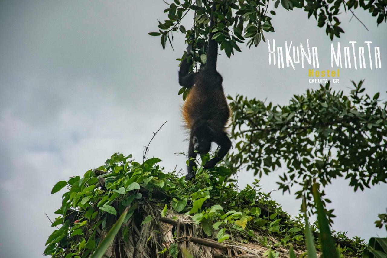 Hakuna Matata Hostel Cahuita Ngoại thất bức ảnh